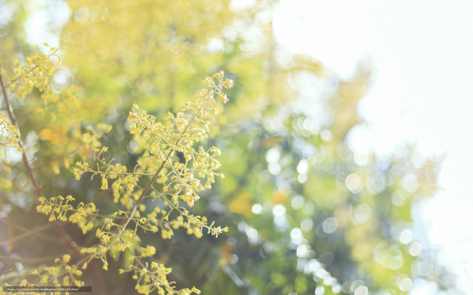Sunlit yellow blossoms