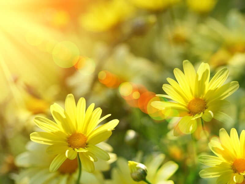 Sunlit yellow daisies in bloom