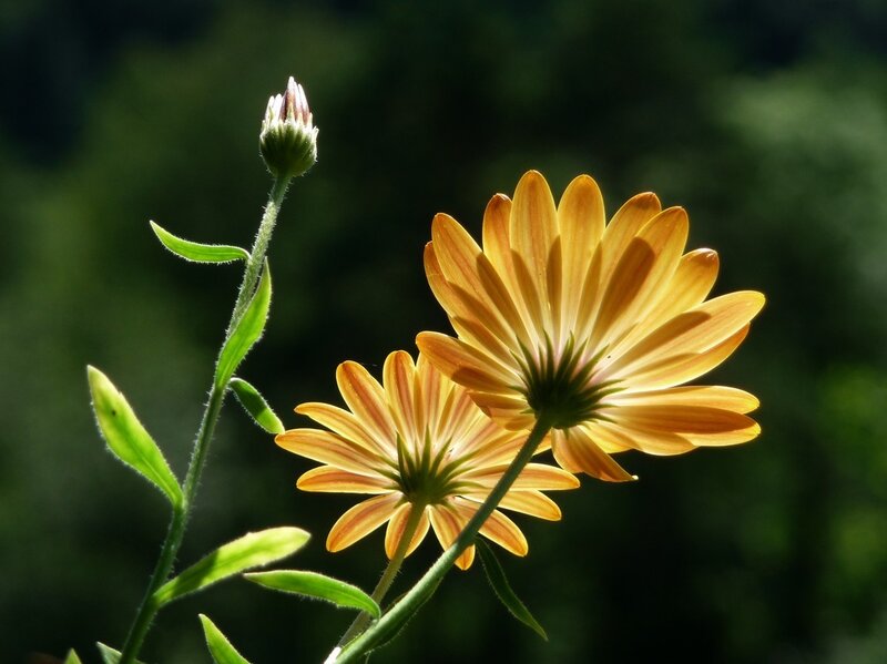 Sunlit yellow daisies