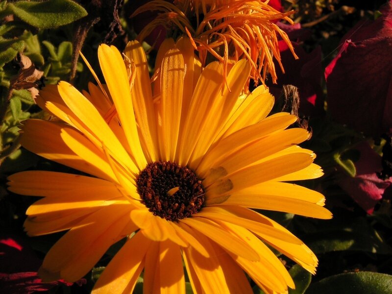 Sunlit yellow daisy flower
