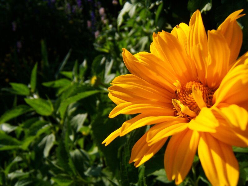 Sunlit yellow flower in garden