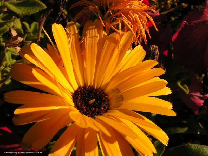 Sunlit yellow flower in garden