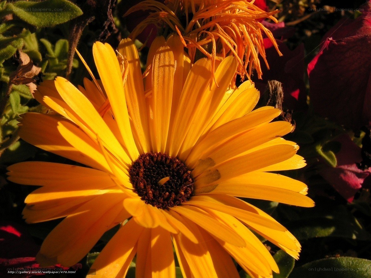 Sunlit yellow flower in garden