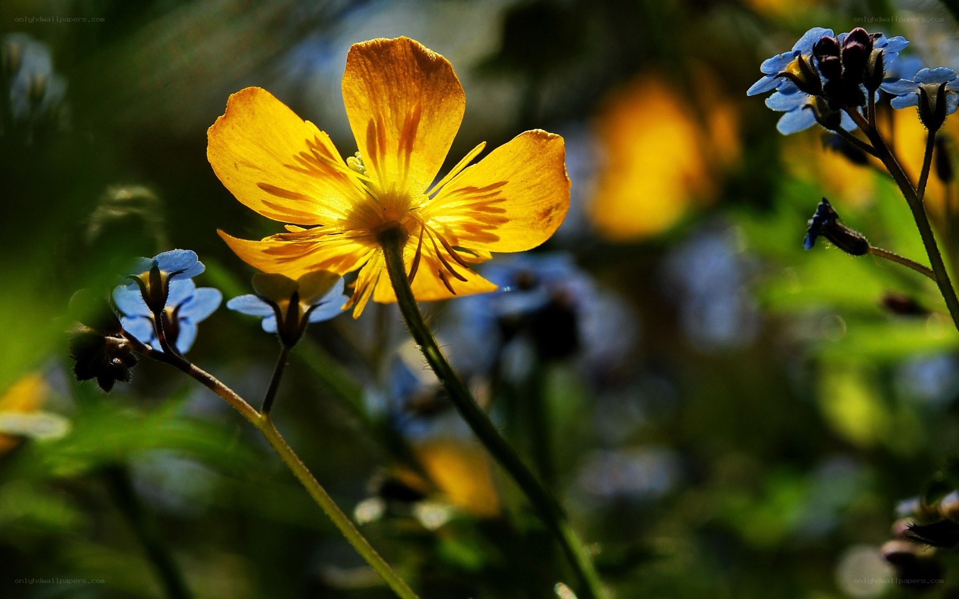 Sunlit yellow flower in meadow