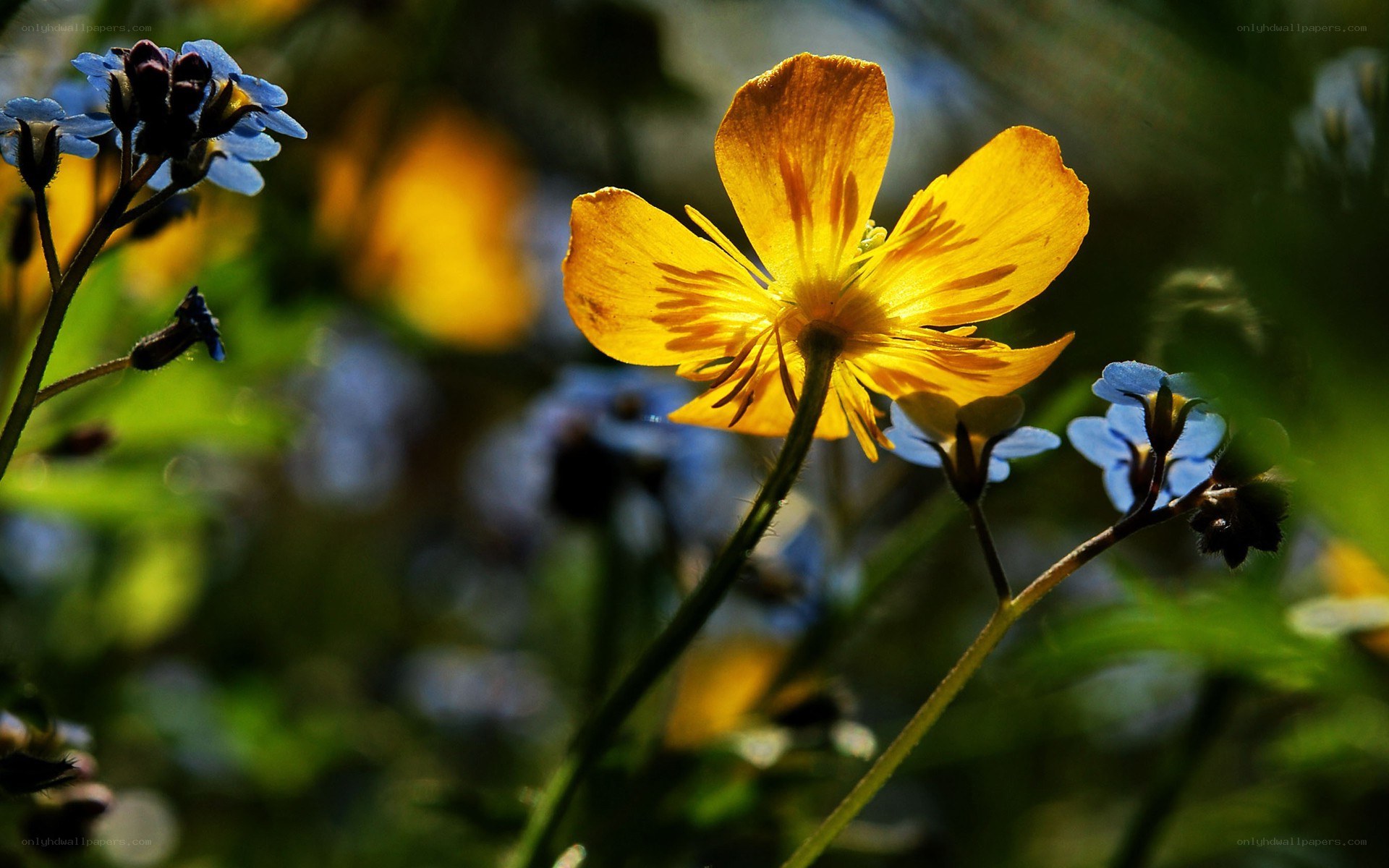 Sunlit yellow flower with blue blossoms