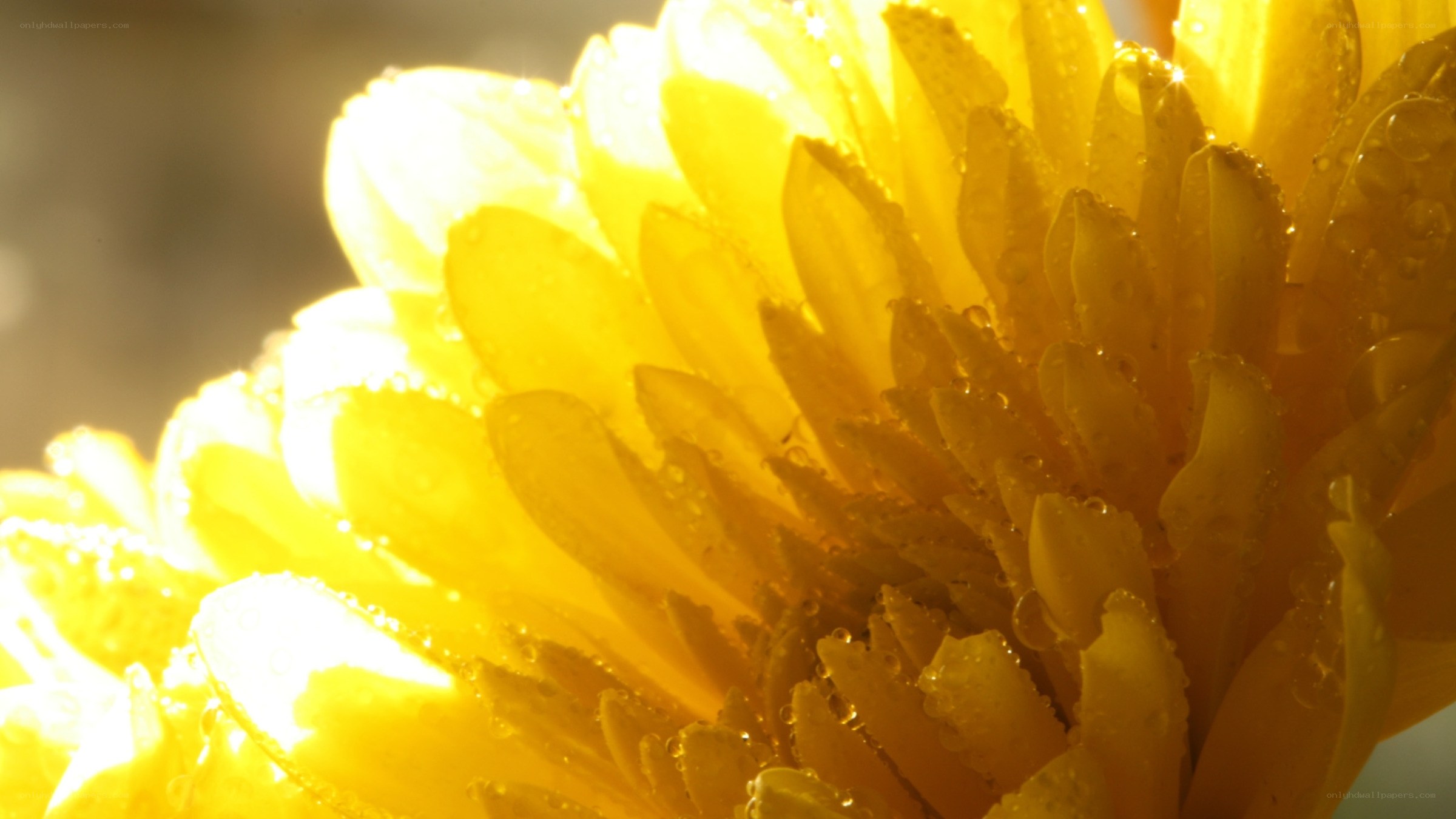 Sunlit yellow flower with dew