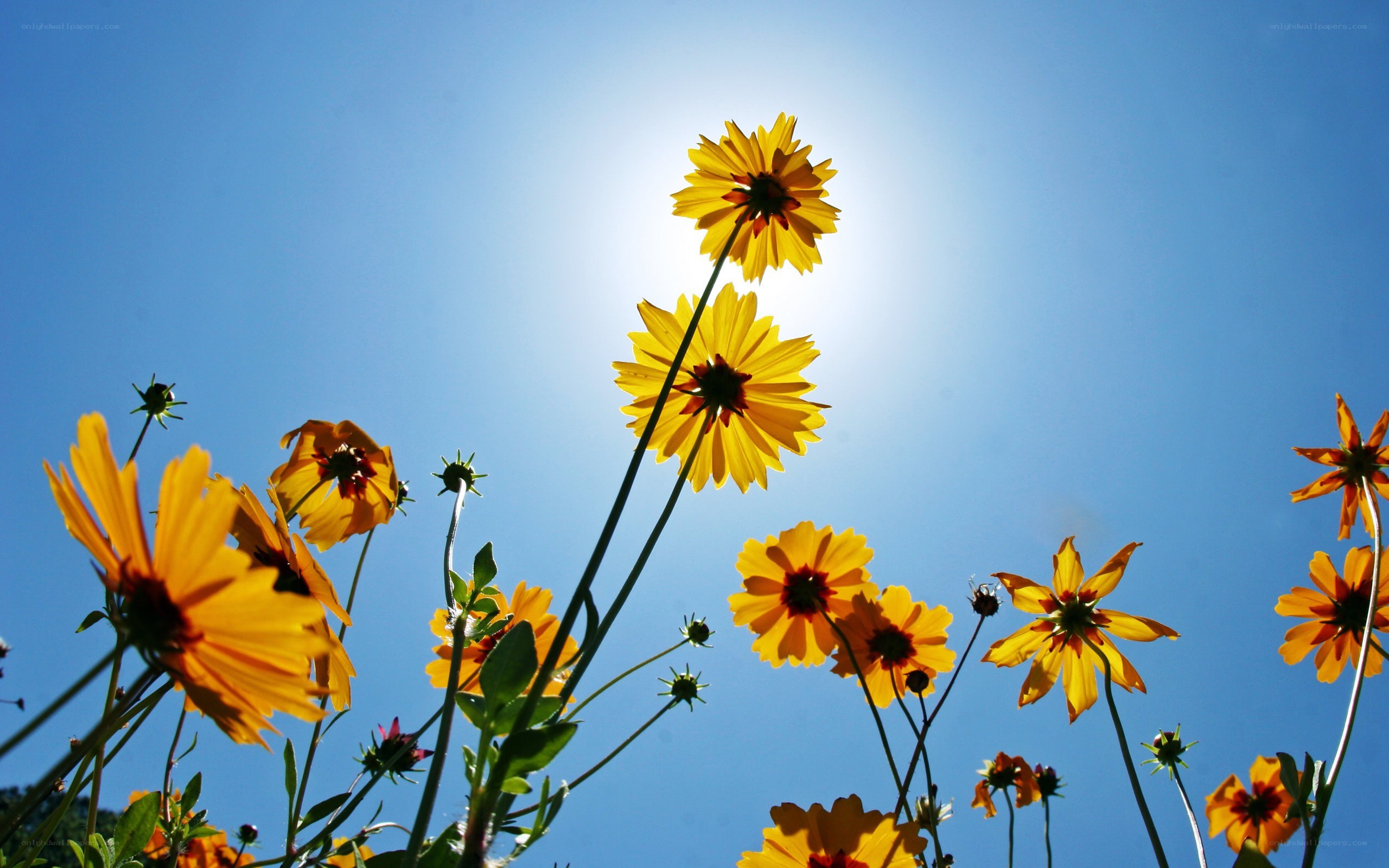 Sunlit yellow flowers against blue sky