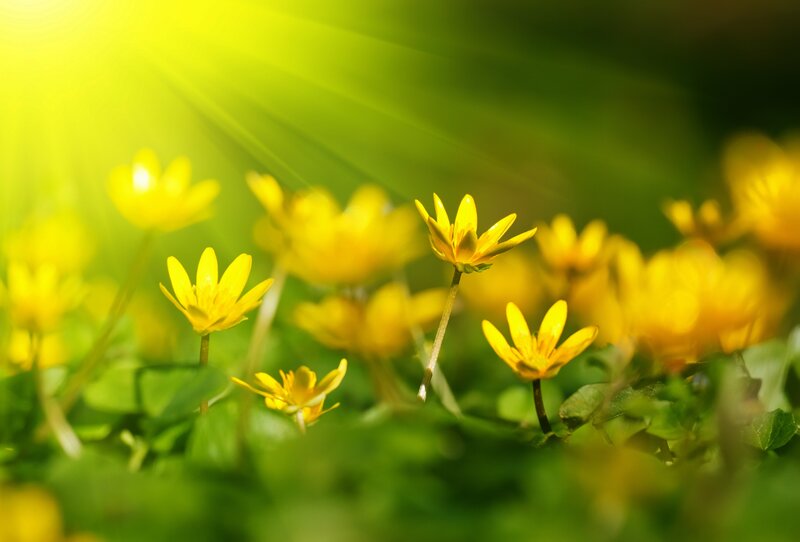 Sunlit yellow flowers in a field