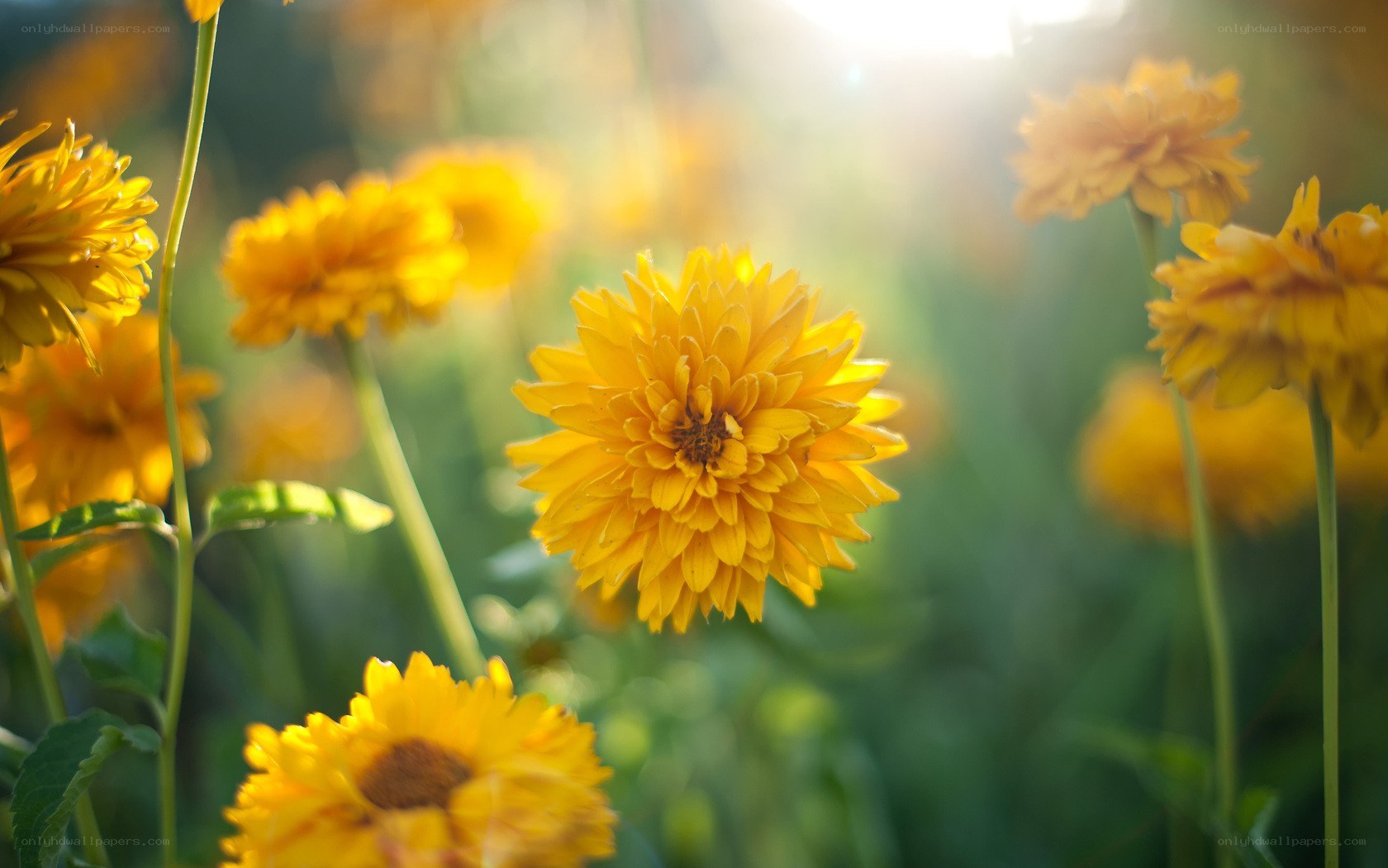 Sunlit yellow flowers in a field