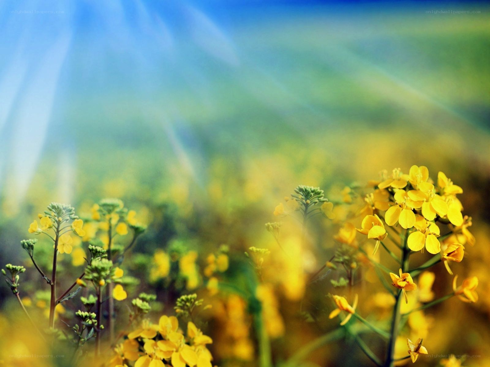 Sunlit yellow flowers in a field