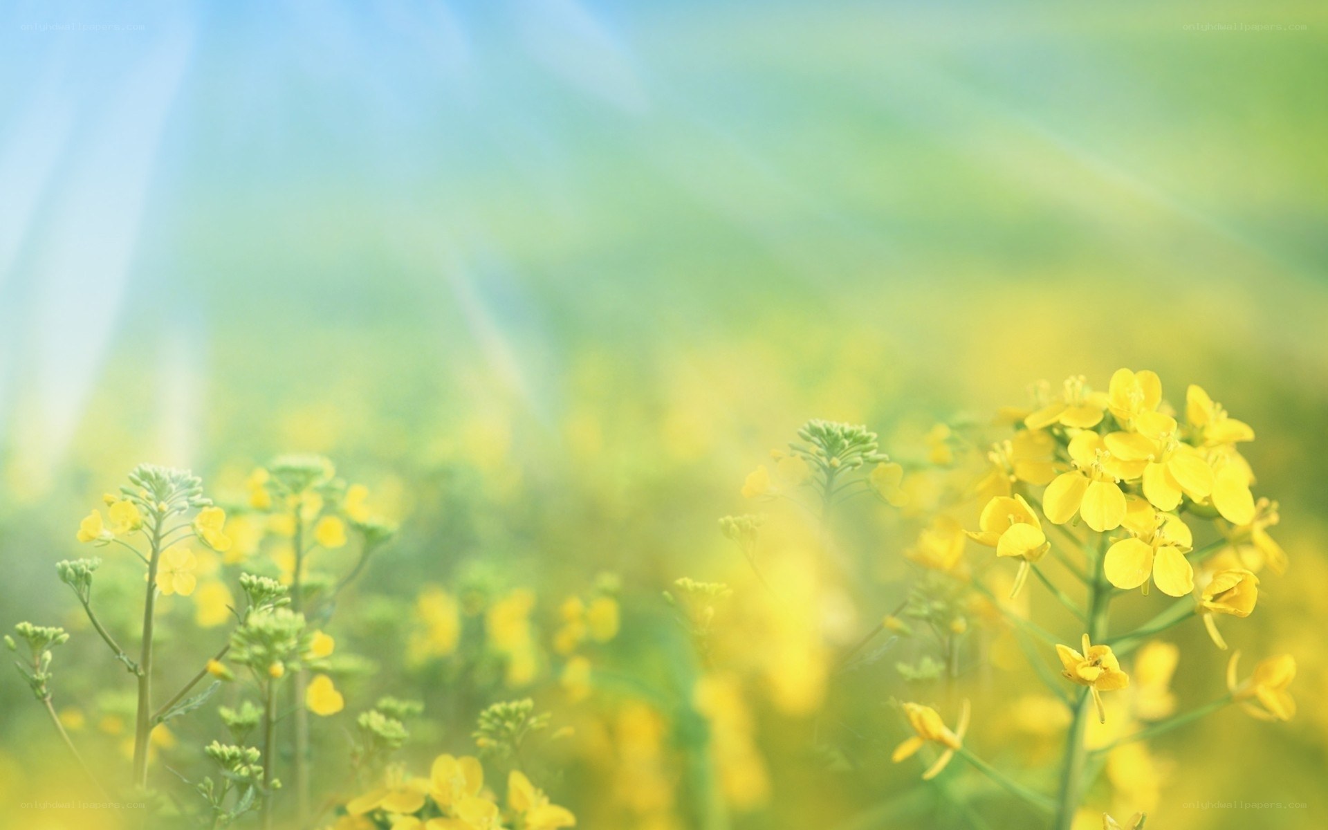 Sunlit yellow flowers in a field