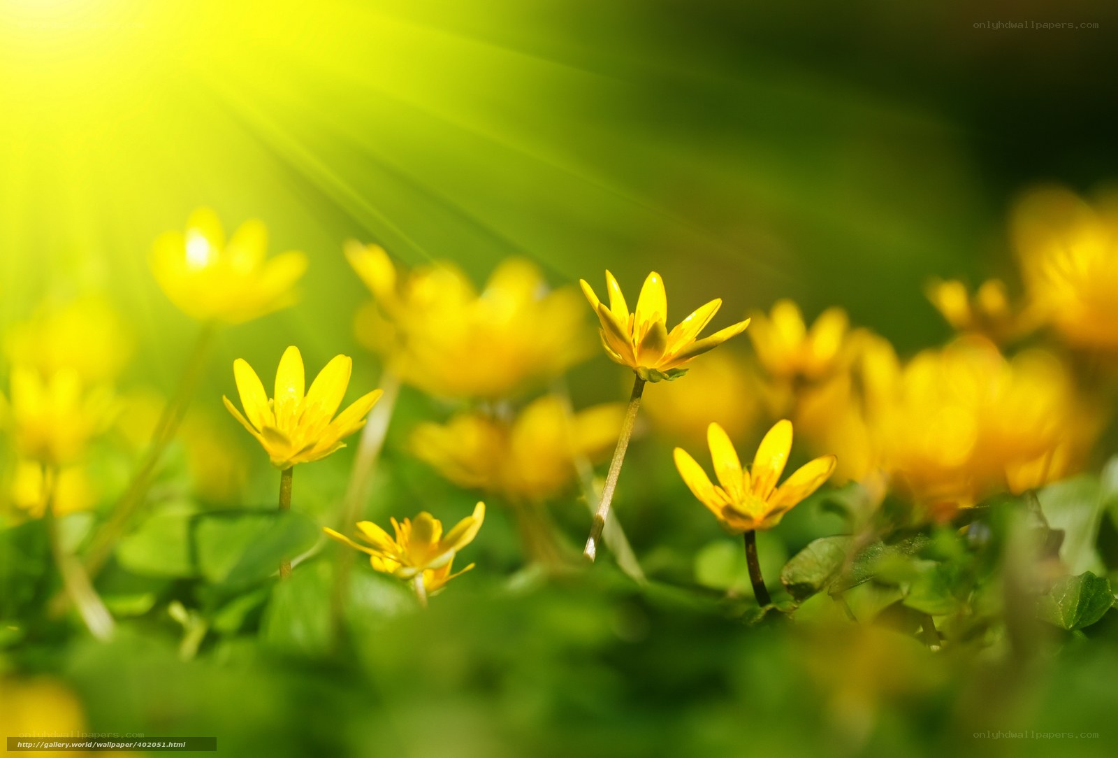 Sunlit yellow flowers in a meadow