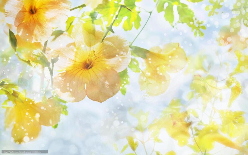 Sunlit yellow flowers in bloom