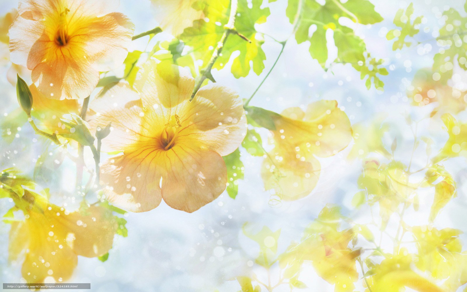 Sunlit yellow flowers in bloom