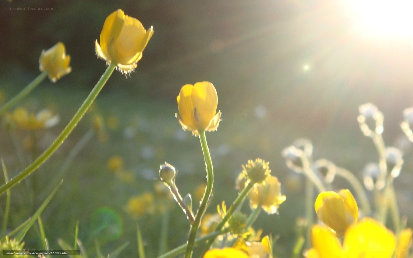 Sunlit yellow flowers in field