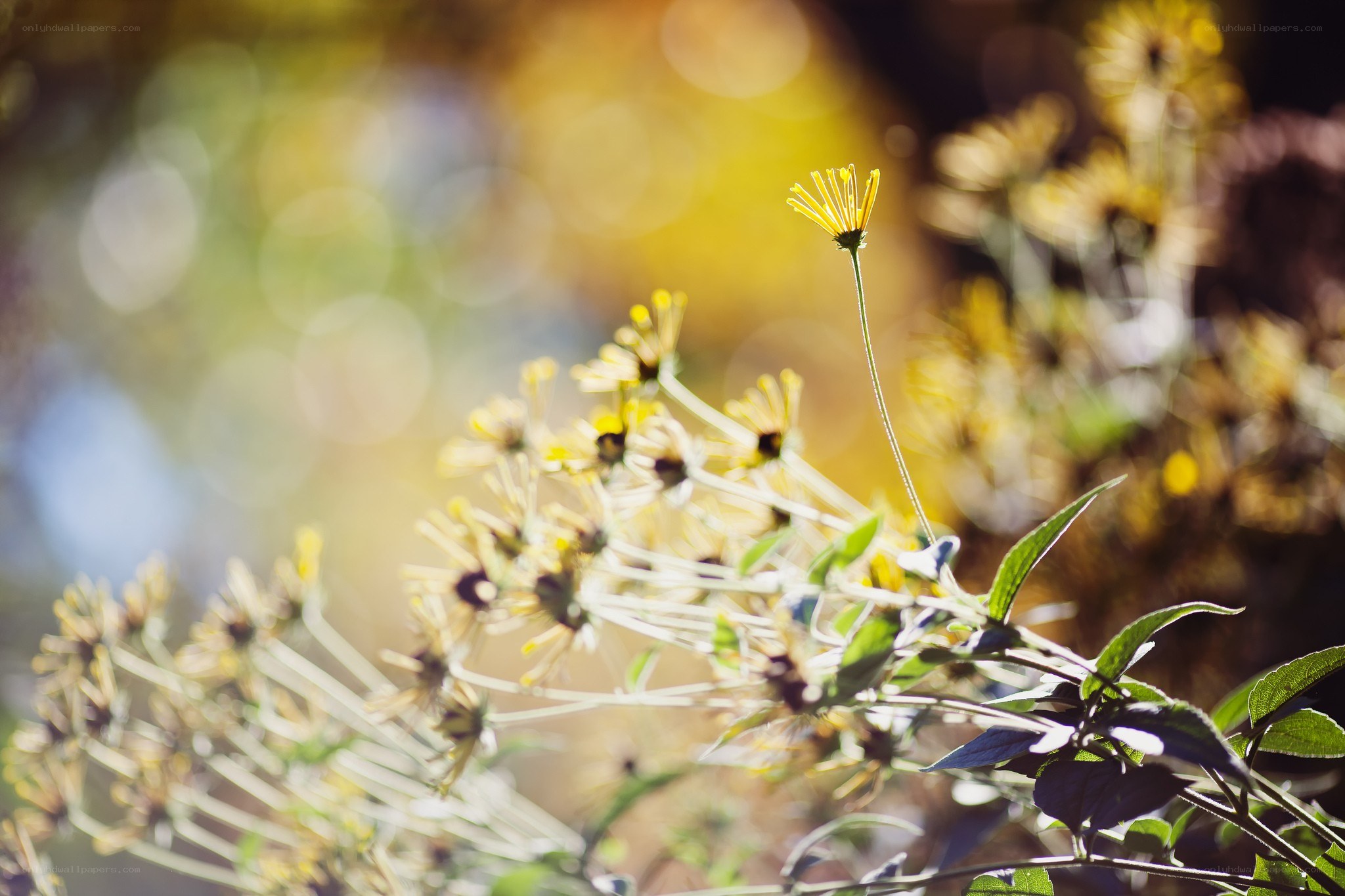 Sunlit yellow flowers in focus