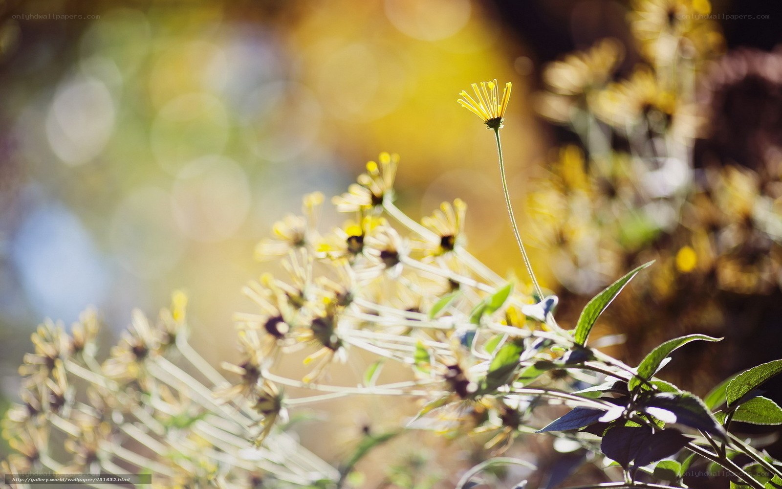 Sunlit yellow flowers in focus