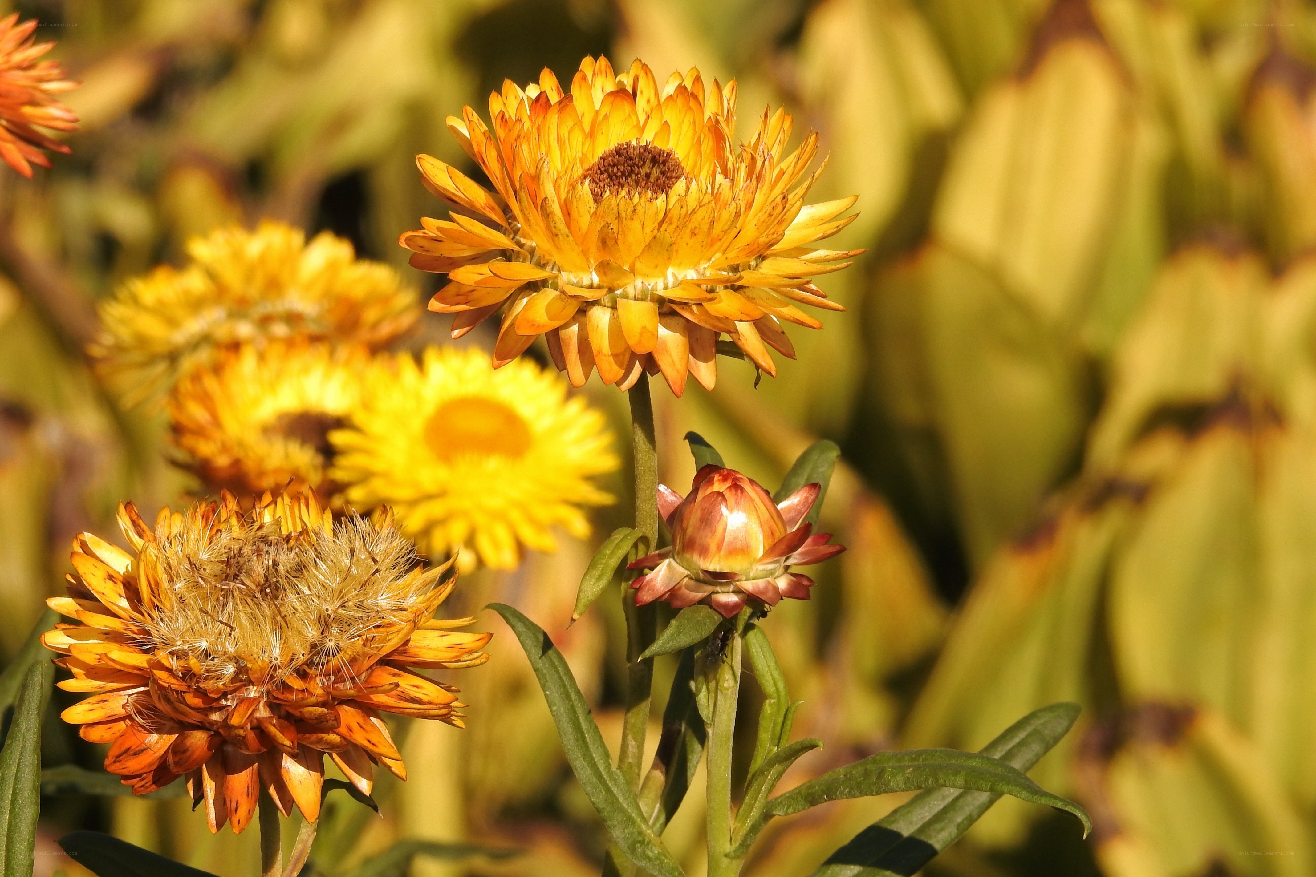 Sunlit yellow flowers in garden