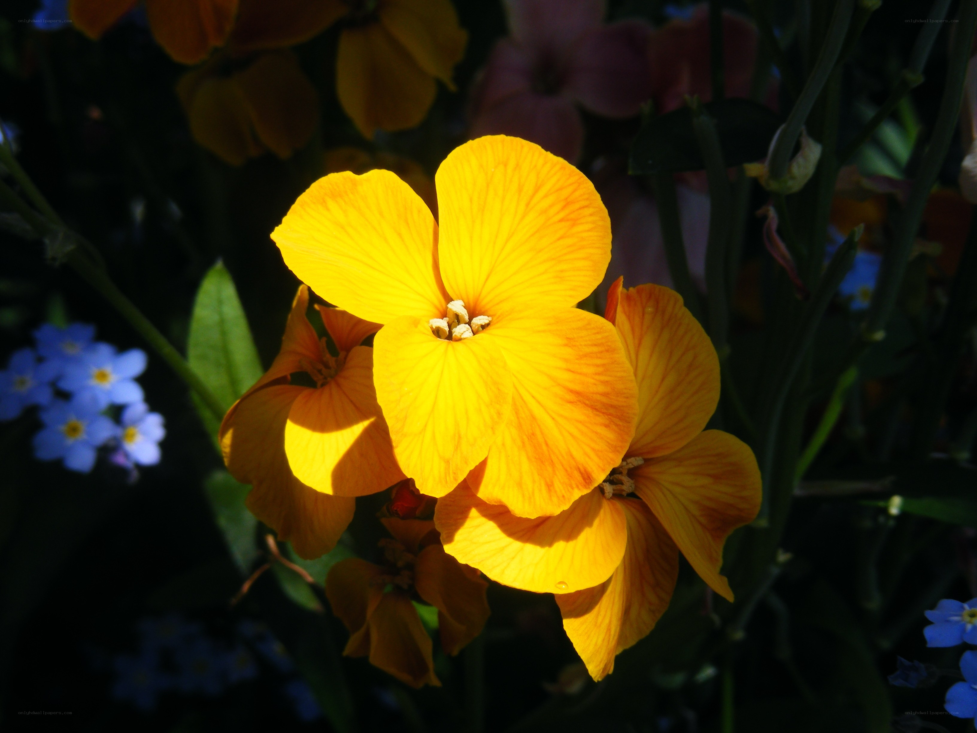 Sunlit yellow flowers in garden