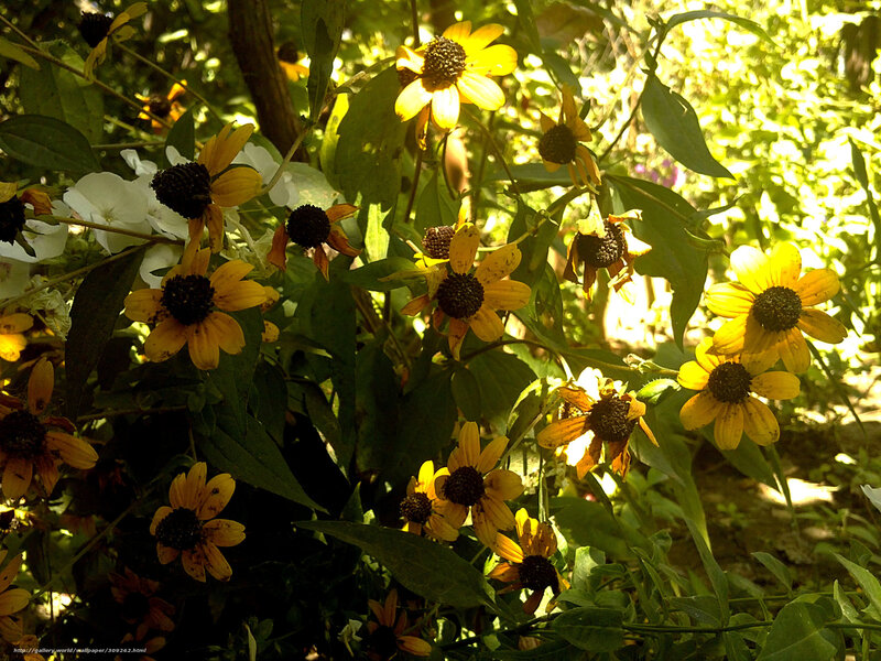 Sunlit yellow flowers in garden