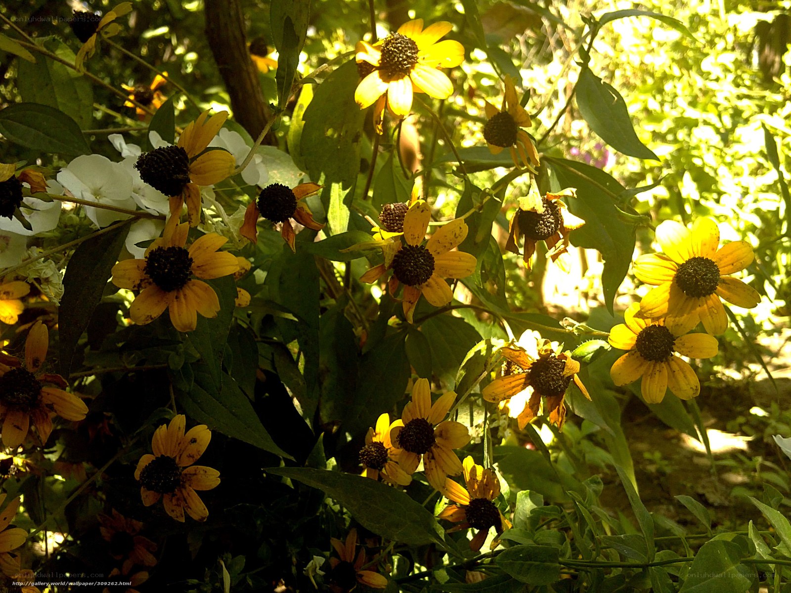 Sunlit yellow flowers in garden