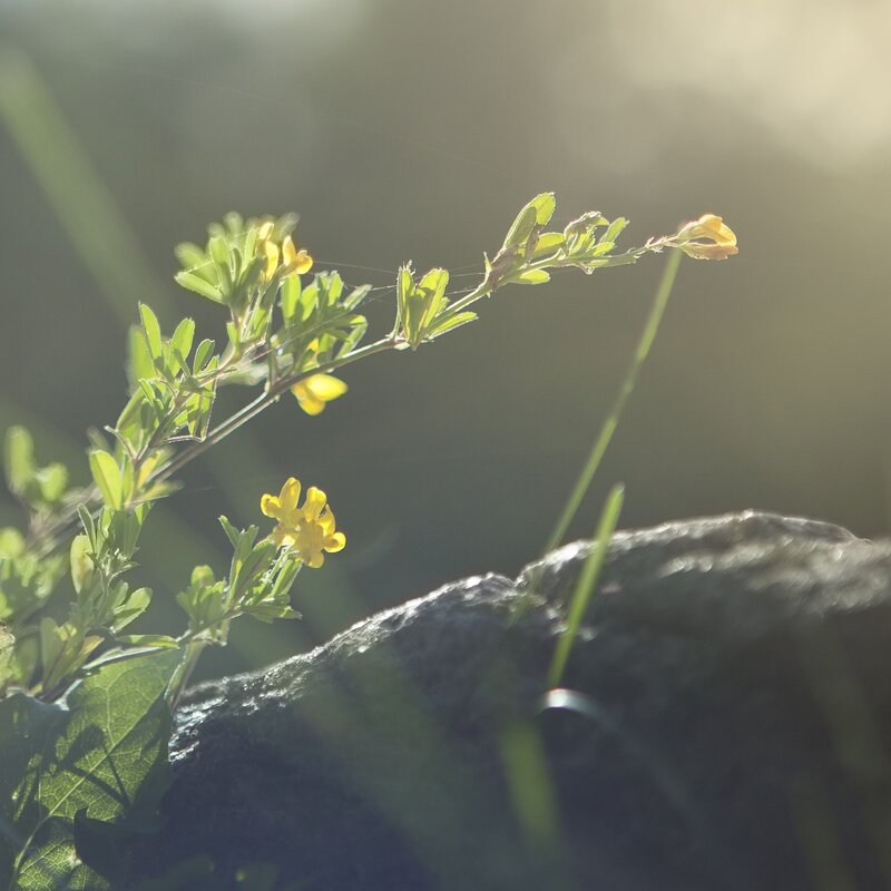 Sunlit yellow flowers on a rock