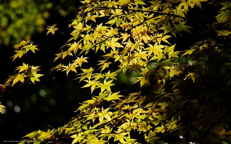 Sunlit yellow maple leaves