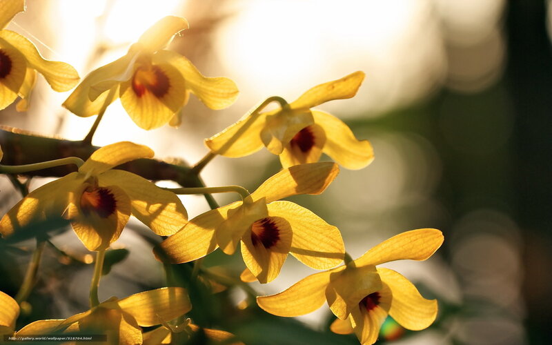 Sunlit yellow orchids