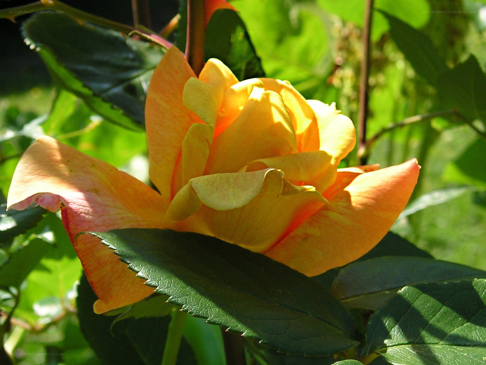 Sunlit yellow rose bloom