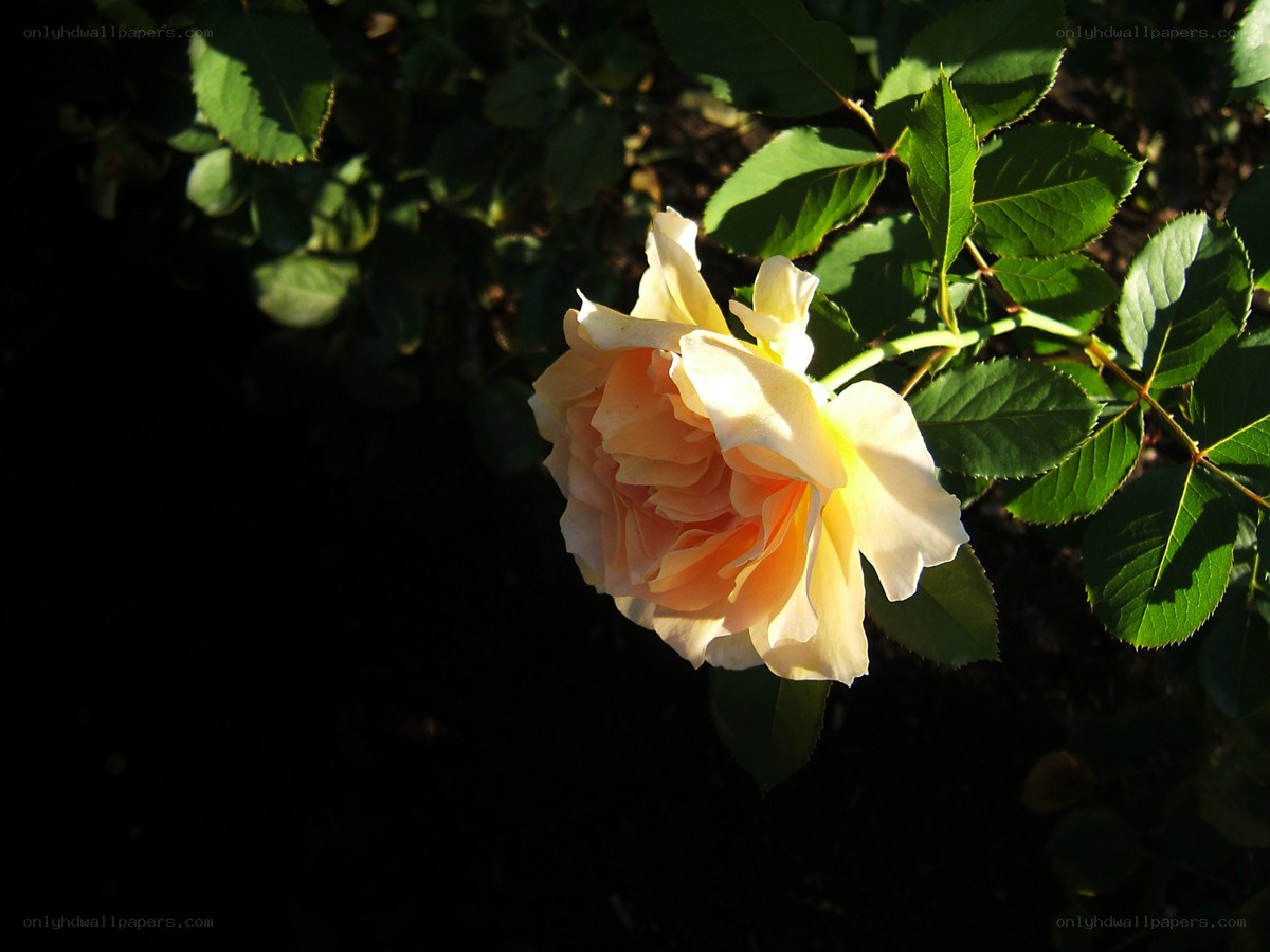Sunlit yellow rose in garden