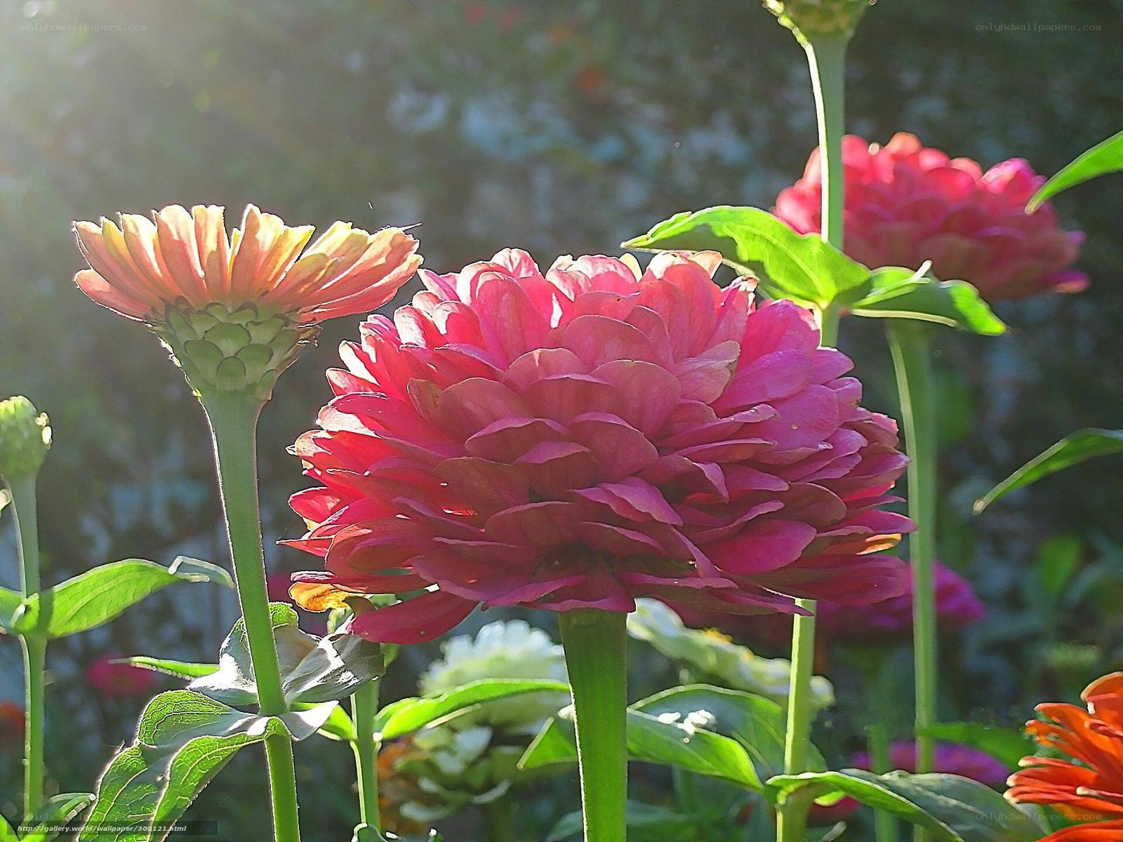 Sunlit zinnia flowers in garden