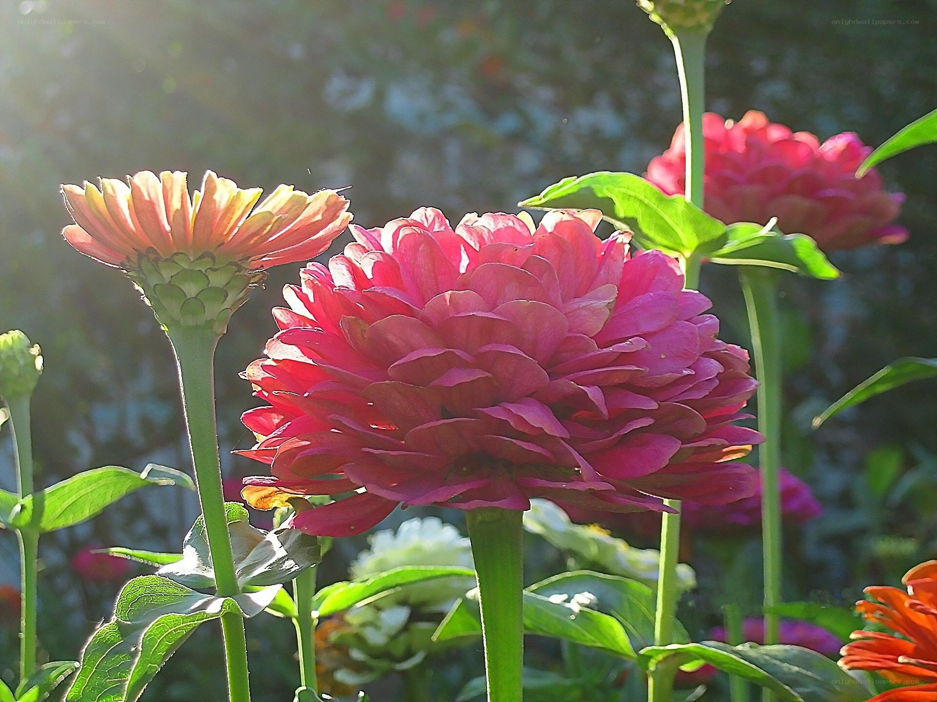 Sunlit zinnia flowers in garden