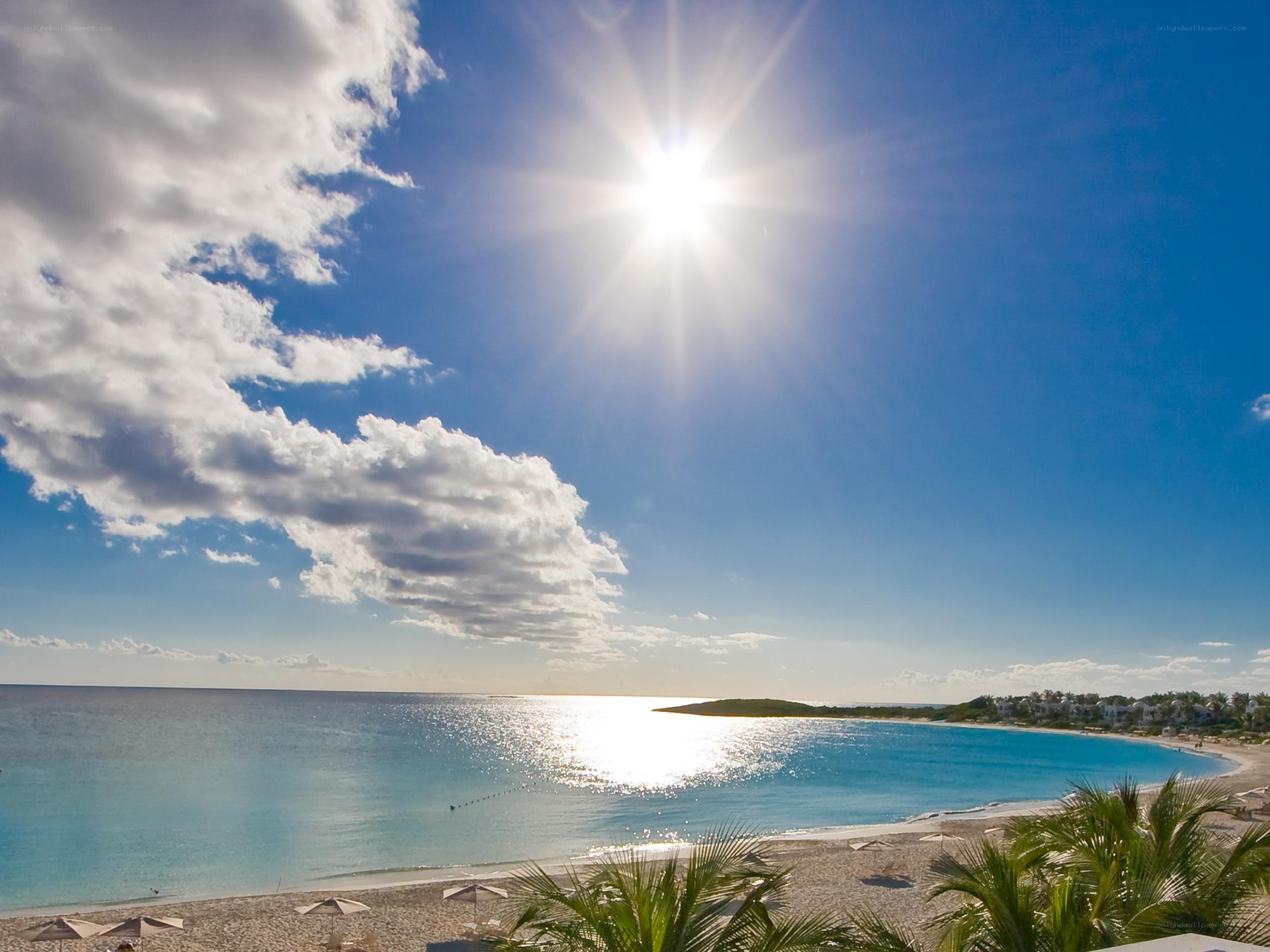 Sunny beach with palm trees