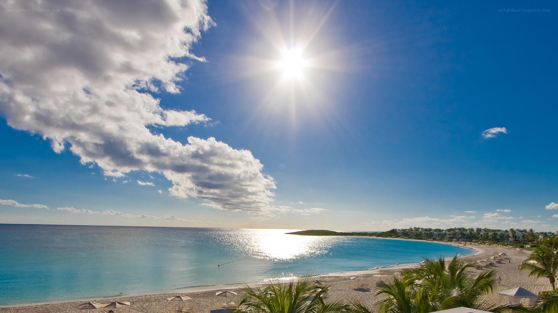 sunny beach with palm trees