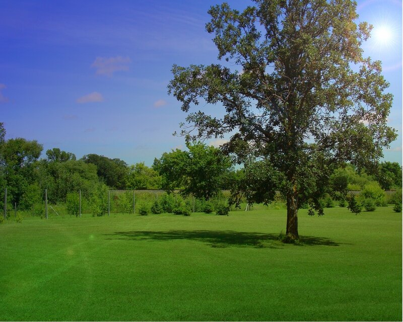 Sunny day in a green field