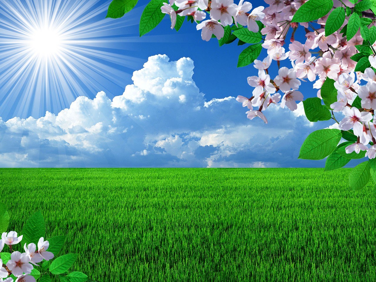 Sunny field with cherry blossoms