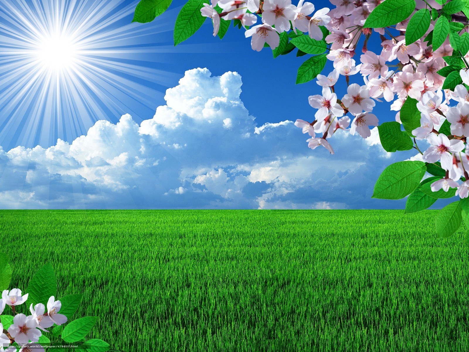 Sunny field with cherry blossoms