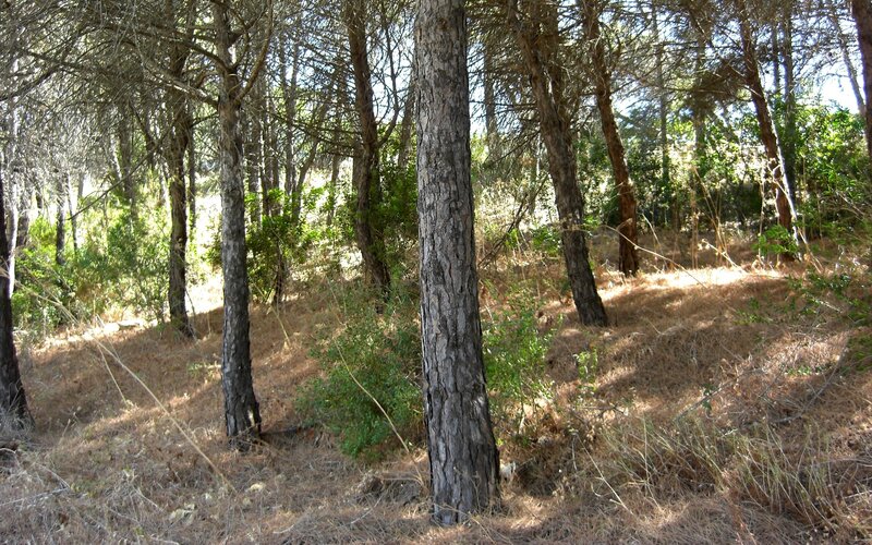 Sunny forest with pine trees