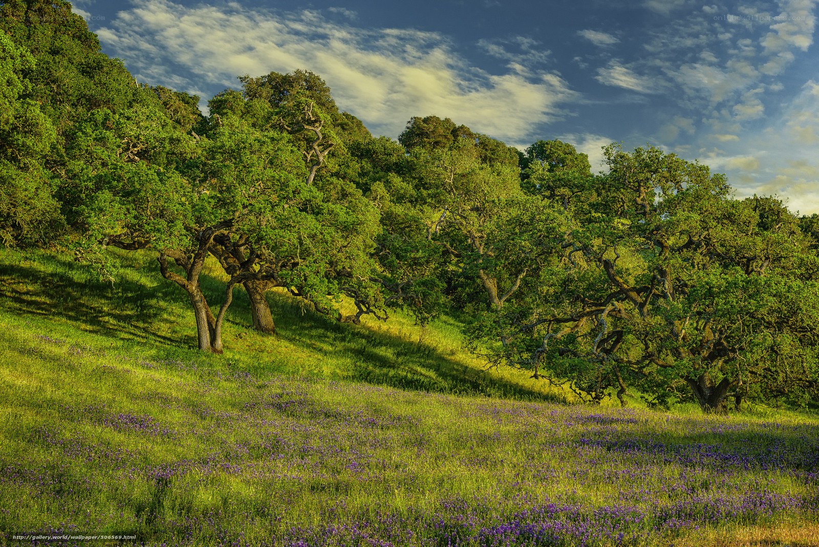Sunny hillside with oak trees