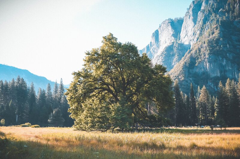 sunny meadow with lone tree