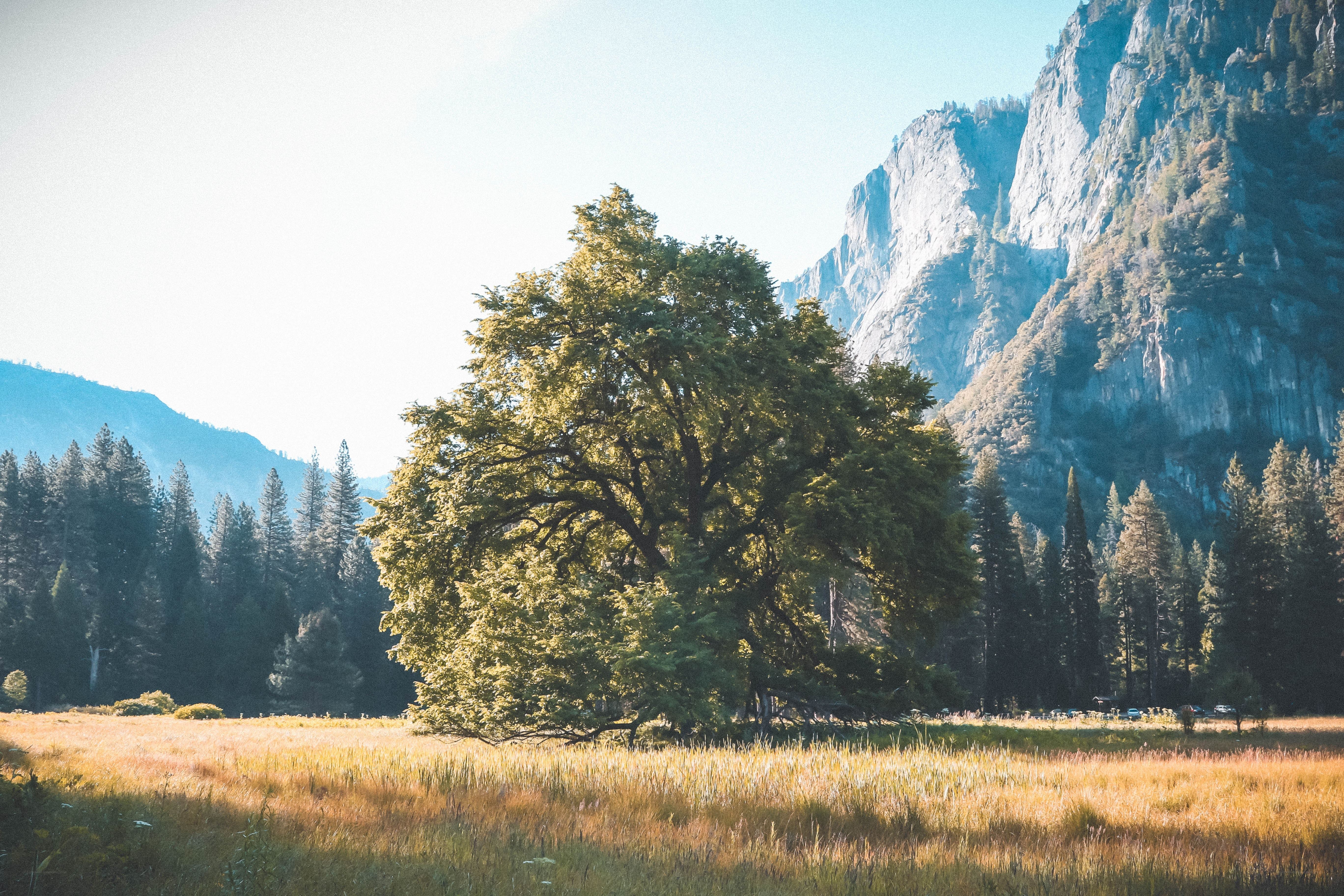 sunny meadow with lone tree