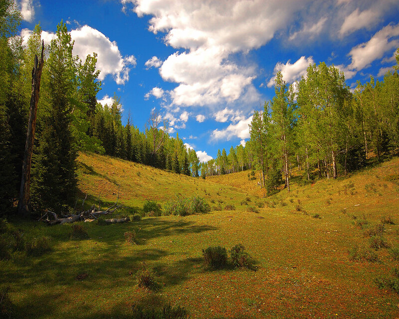 Sunny meadow with trees