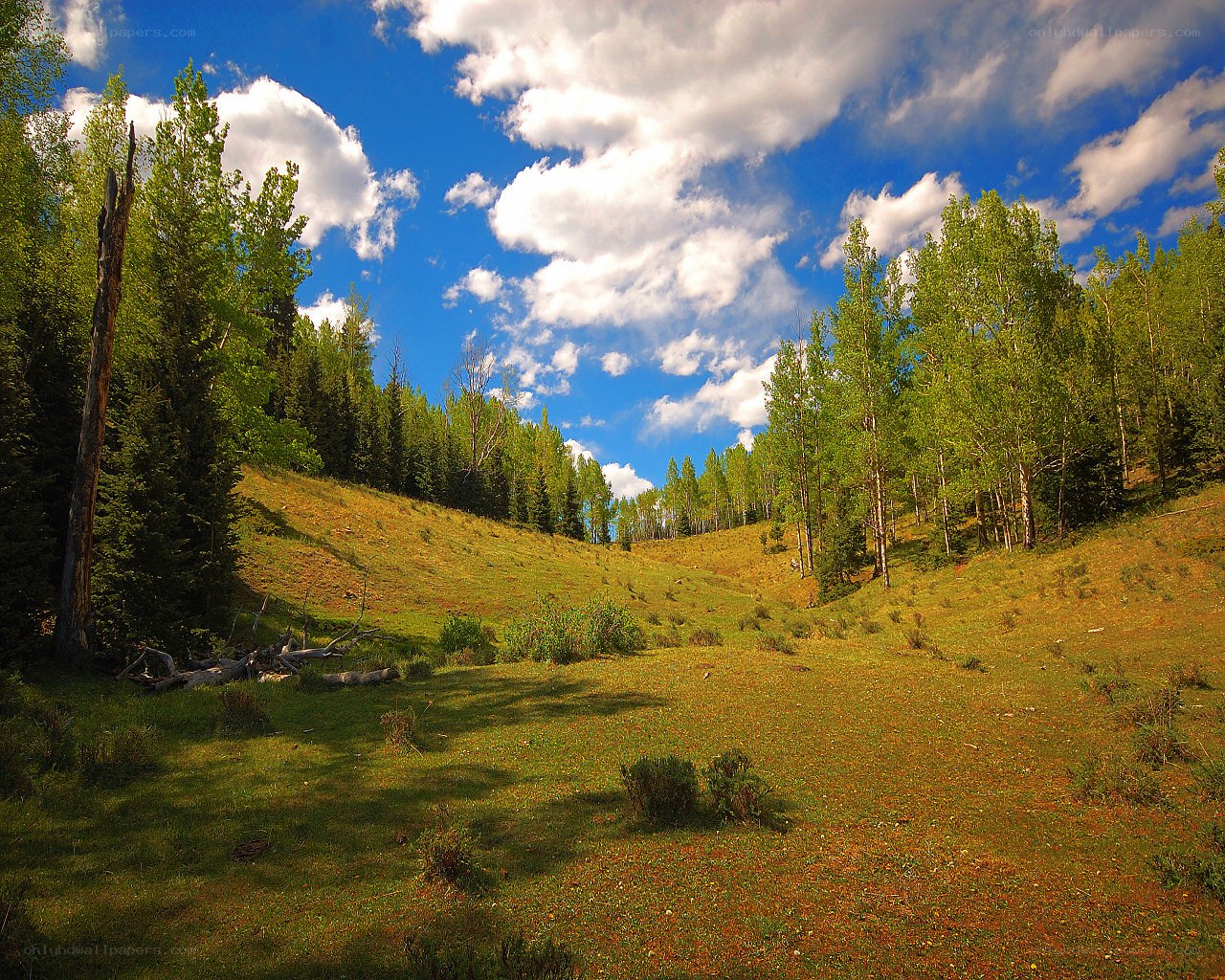 Sunny meadow with trees