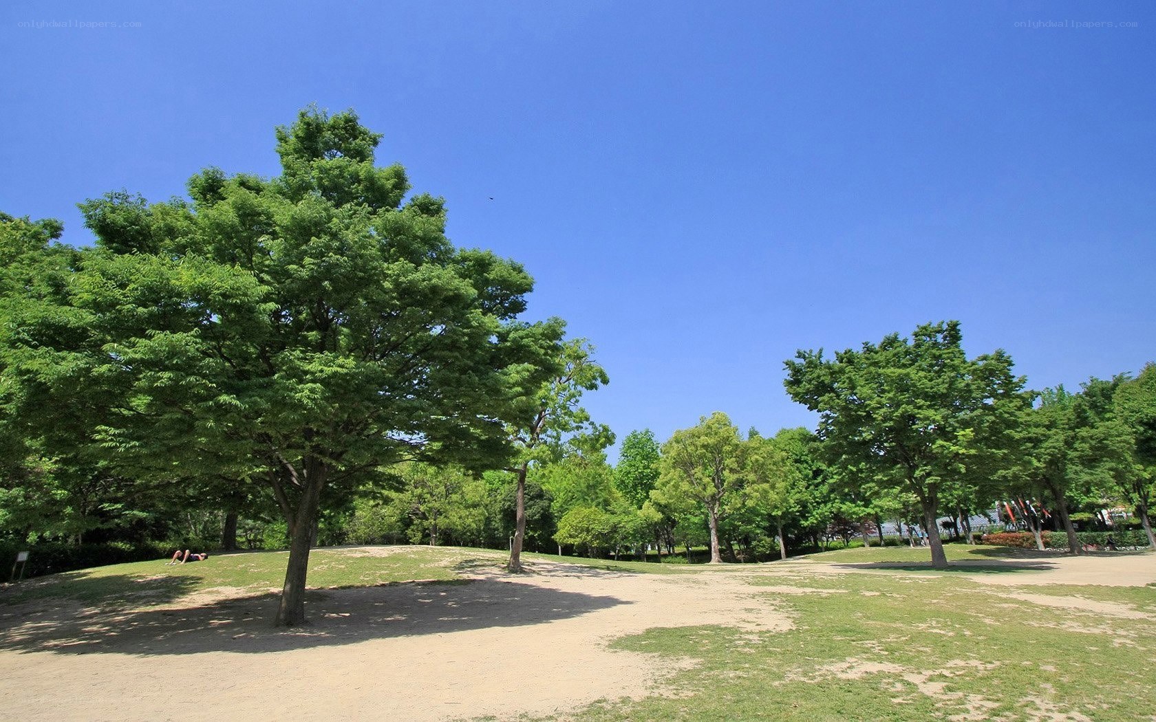 Sunny park with green trees