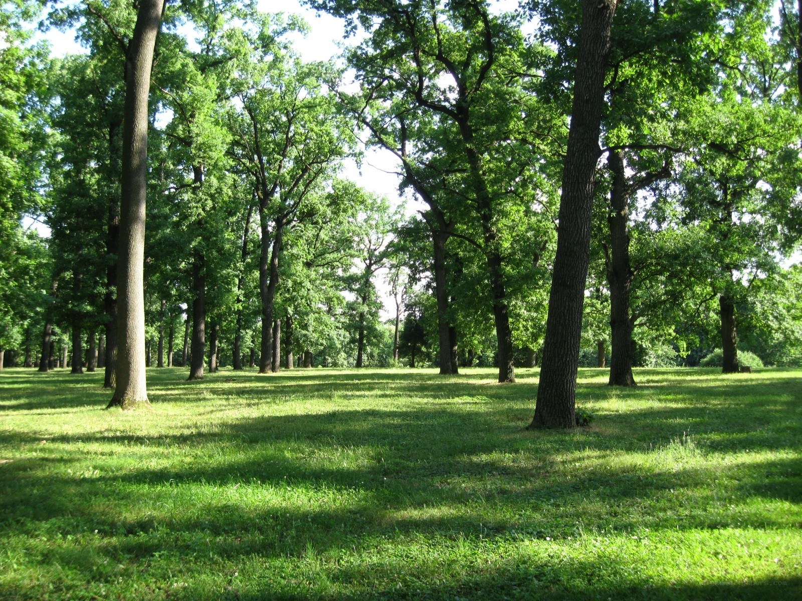Sunny park with tall trees