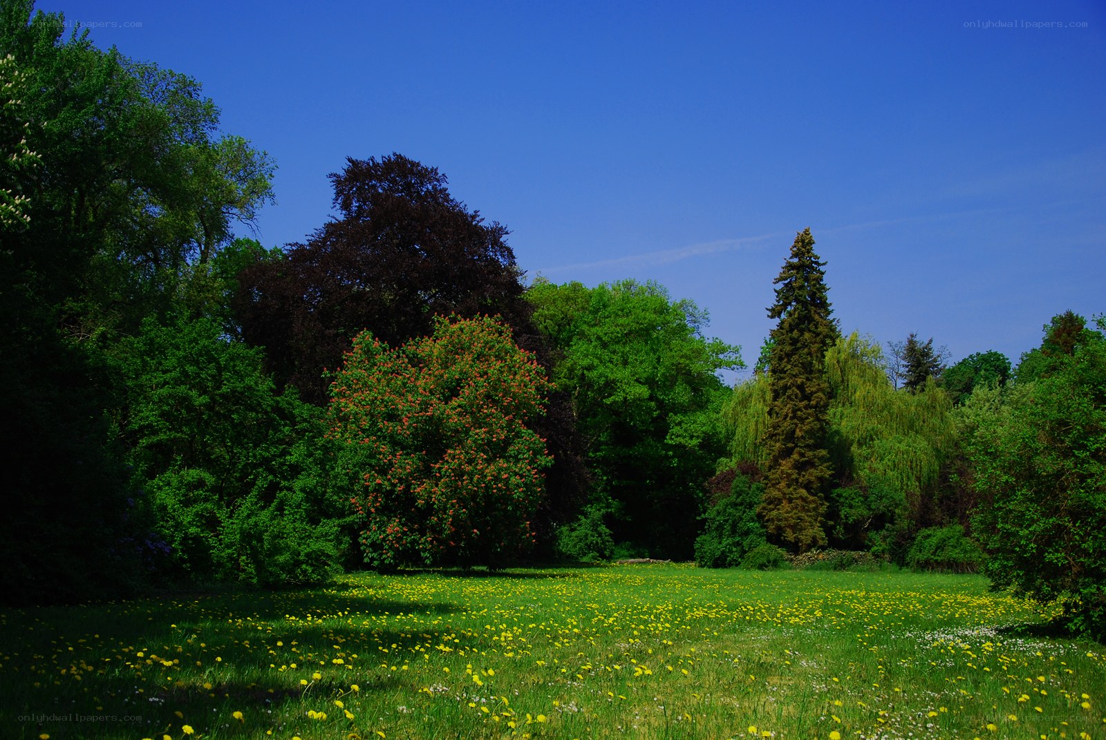 Sunny park with wildflowers