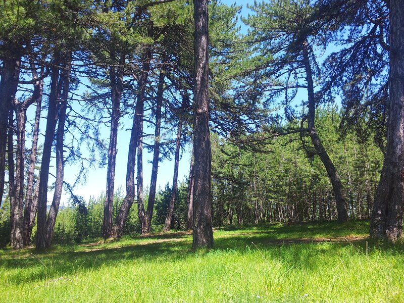 Sunny pine forest clearing