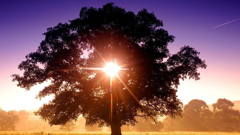Sunrise behind a large tree