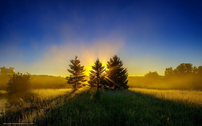 Sunrise Behind Trees — Blue, Serene