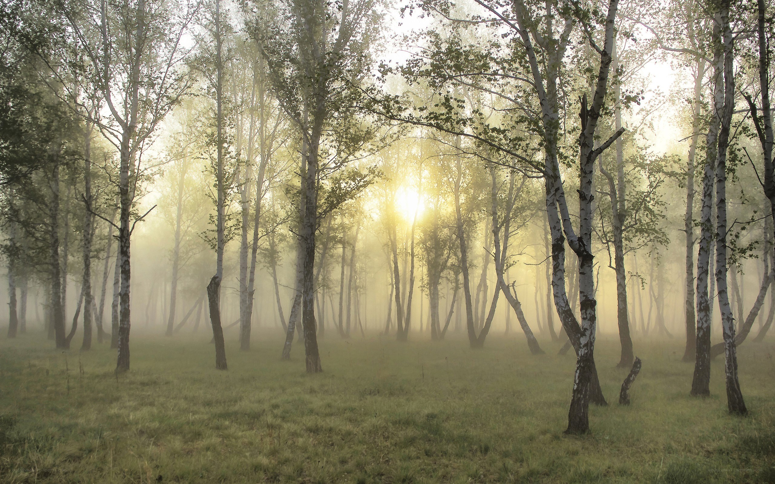 Sunrise in a misty birch forest